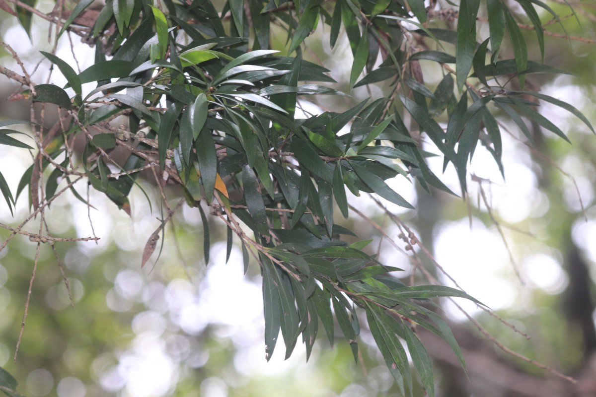 Melaleuca leucadendra (L.) L.